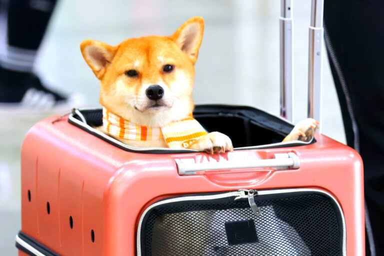 반려동물 보유세