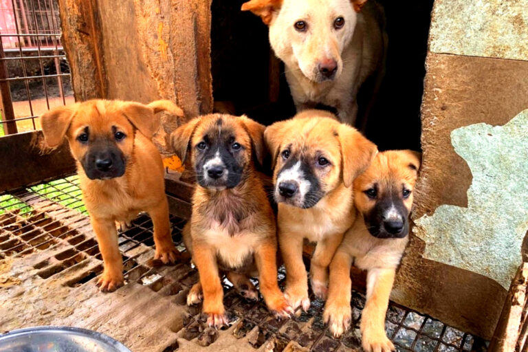 식용 개 줄이기 위한 노력