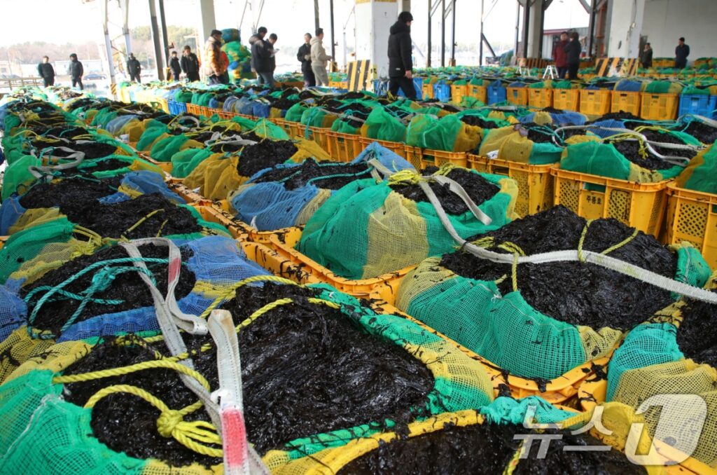 해외선 없어서 못 먹는데 "날벼락 맞았다"... 어민들 '발칵' 뒤집힌 이유 3 어민