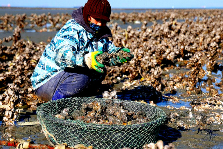한국 굴 수출 확대