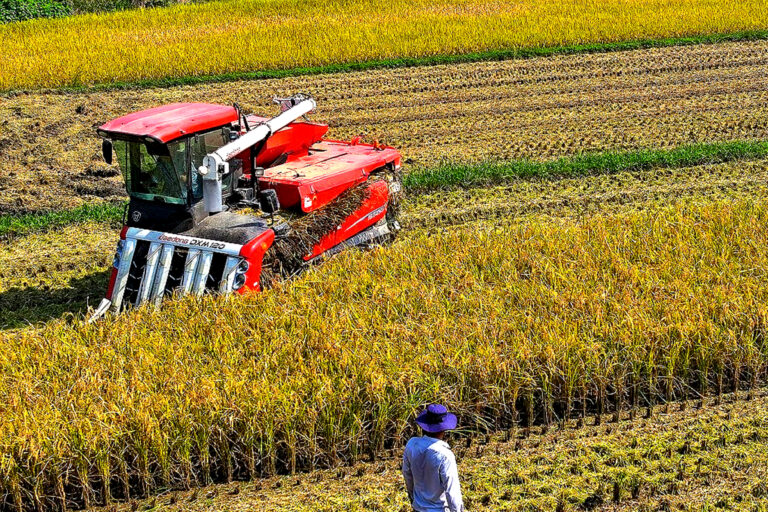글로벌 식량 위기
