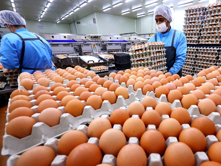 달걀 공급 불안정 우려