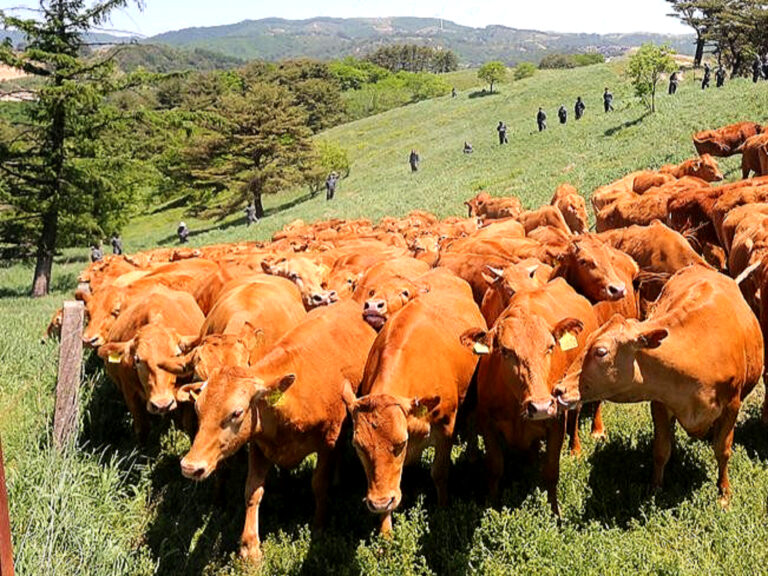 한우 농가 위기