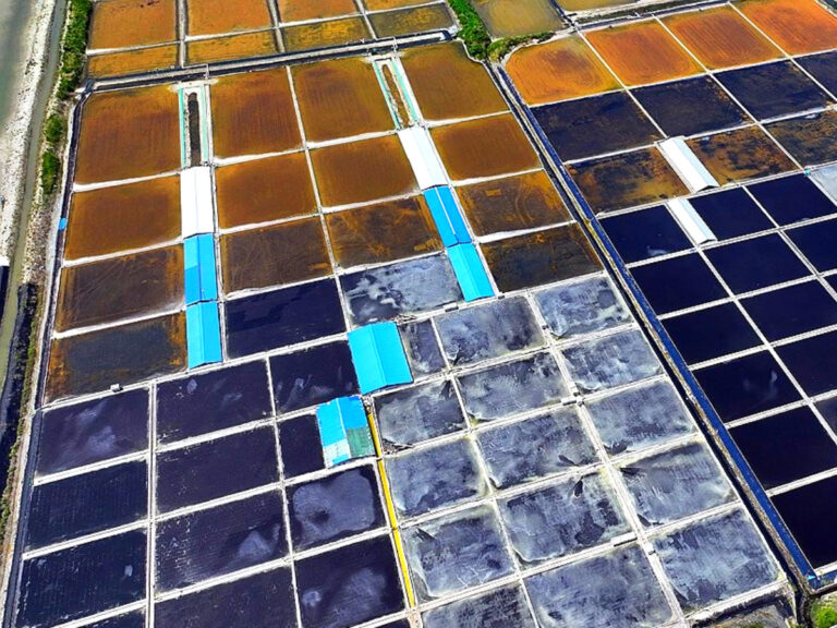 태평염전 천일염 수입 차단