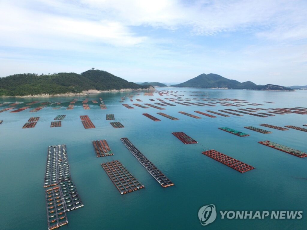 즐겨 먹던 횟감인데 "이제 못 먹을지도 모른다?"…바다 들끓자, 양식장 초토화 2 바다