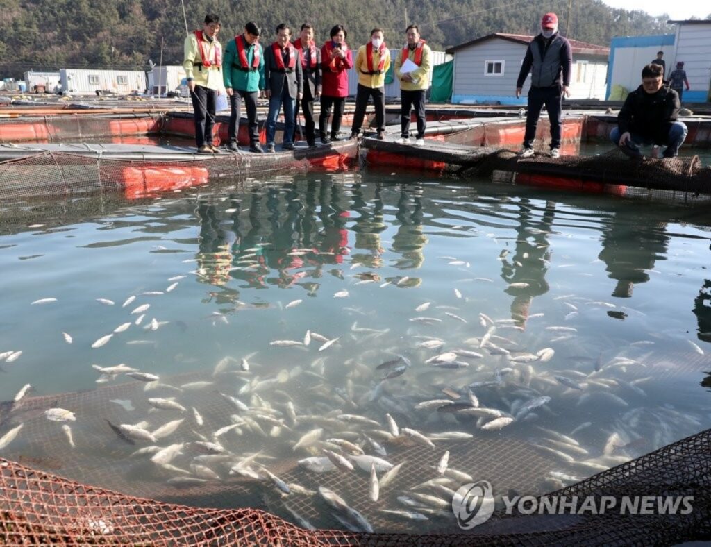 즐겨 먹던 횟감인데 "이제 못 먹을지도 모른다?"…바다 들끓자, 양식장 초토화 3 바다