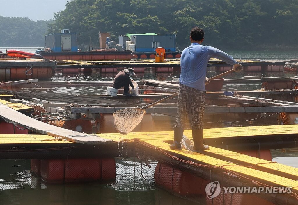 즐겨 먹던 횟감인데 "이제 못 먹을지도 모른다?"…바다 들끓자, 양식장 초토화 4 바다