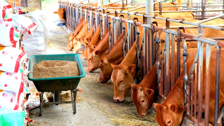 축산농가 생존 위기