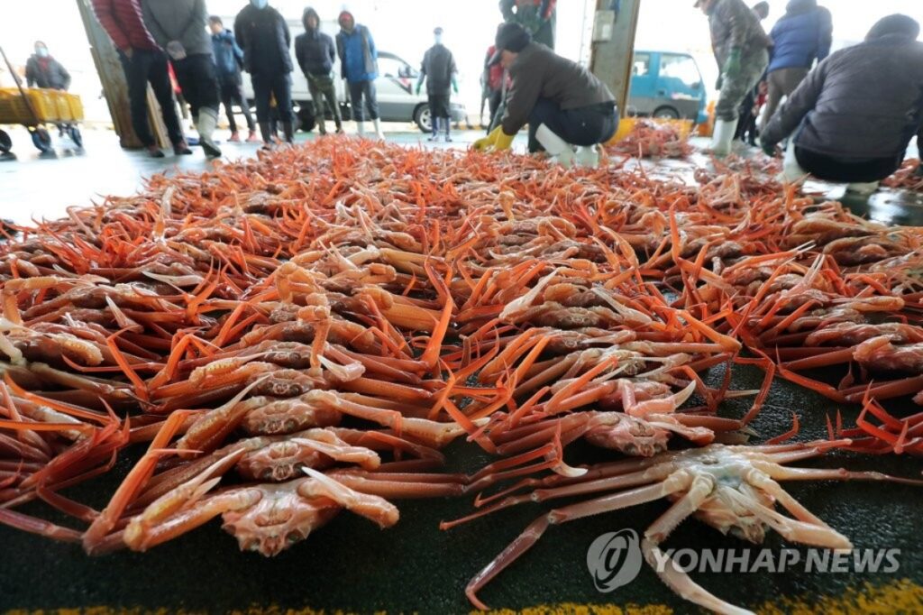"임금님 수라상에 올리던 '이것'마저"… 20년 만에 초토화, 서민들 '눈물' 2 대게