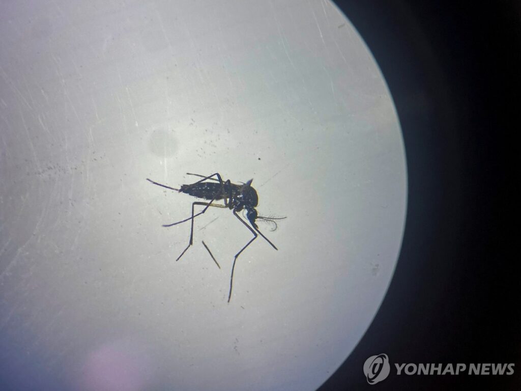 여름철 불청객 모기? "안 보인다 했더니"... 뜻밖의 이유에 '깜짝' 2 모기