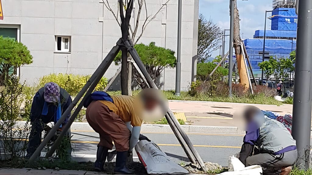 OECD Elderly Employment Rate Korea (2)