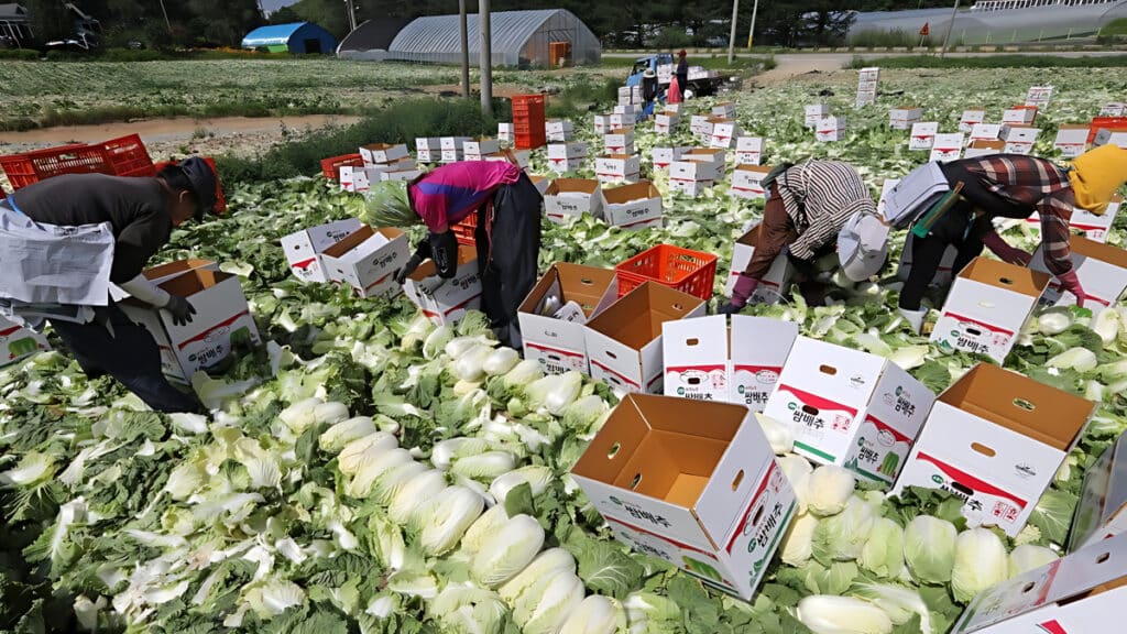 deficit in cabbage trade (5)