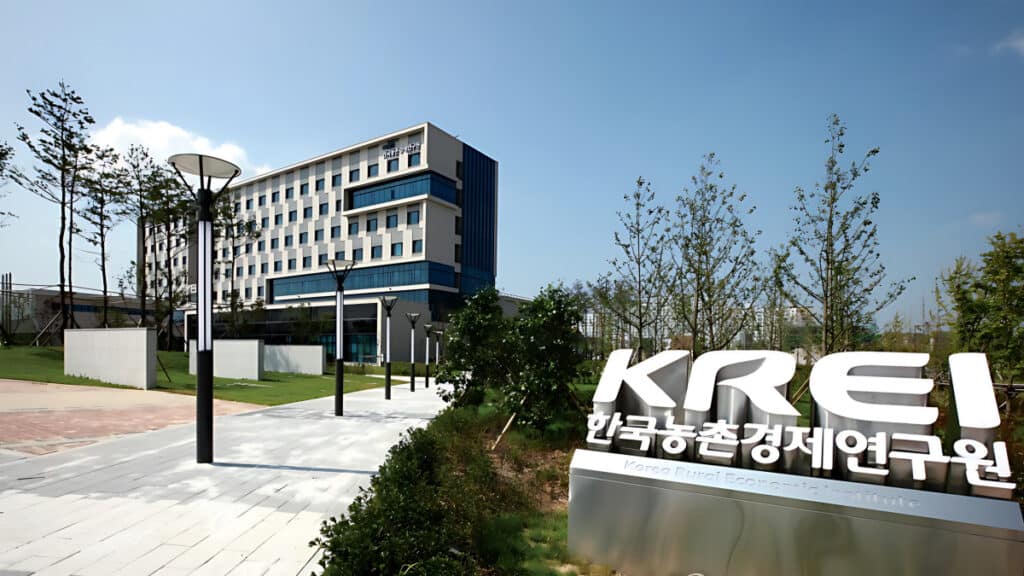 pickled cabbage for kimjang (2)