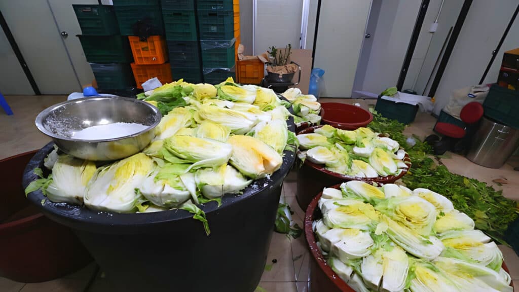 pickled cabbage for kimjang (4)