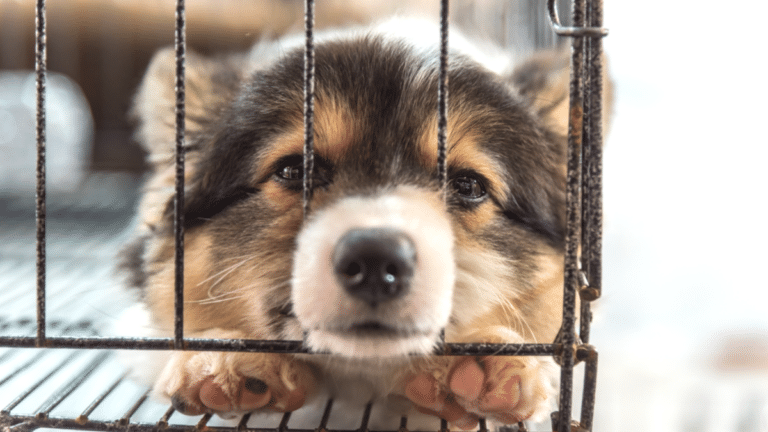 신종 펫샵 제재