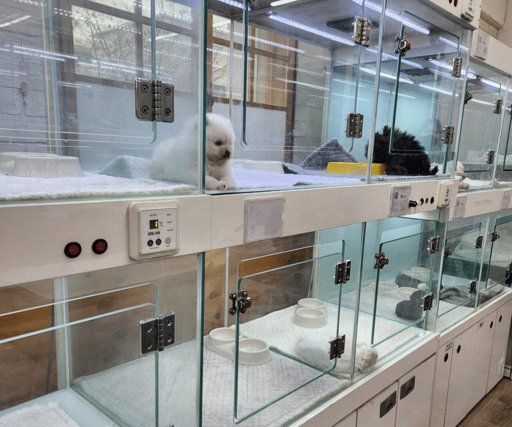 신종 펫숍 피해 폭로