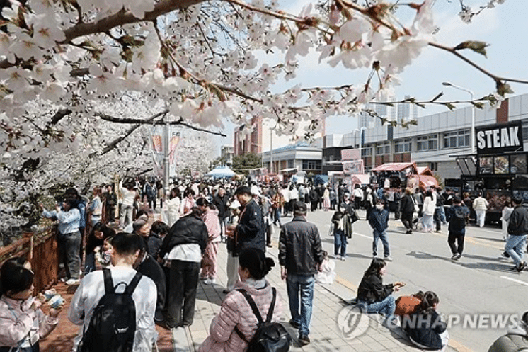 벚꽃축제 일정