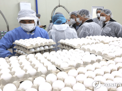 태국산 계란 224만개 수입 추진