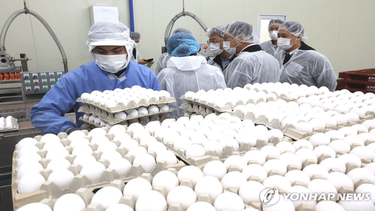 태국산 계란 224만개 수입 추진