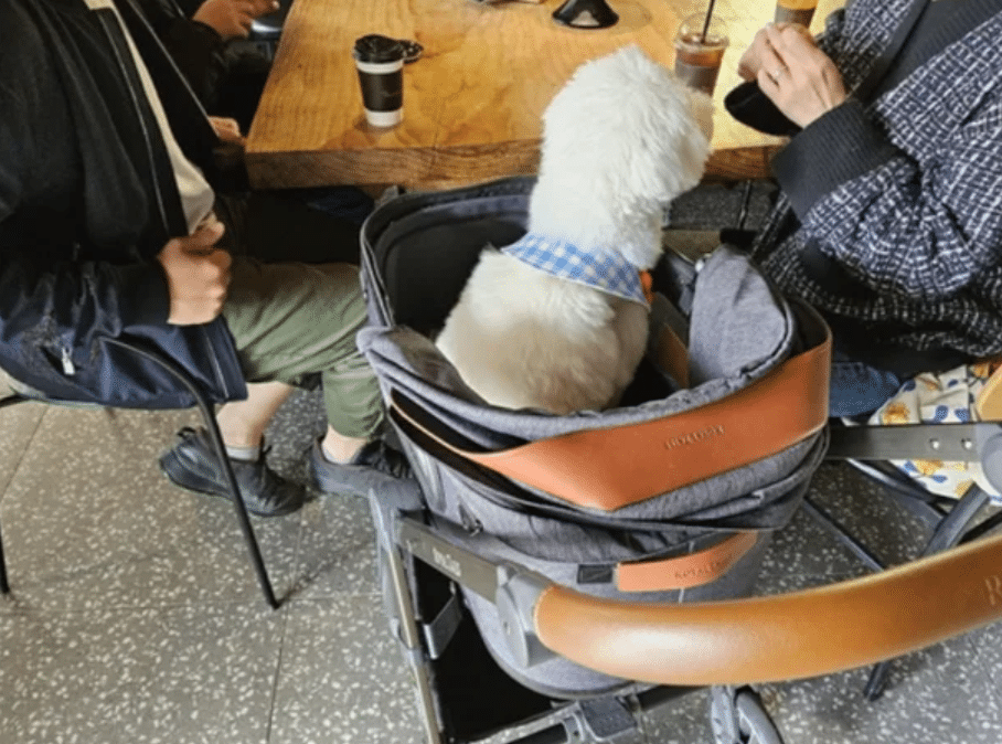 반려동물 동반출입 음식점 본격 시행