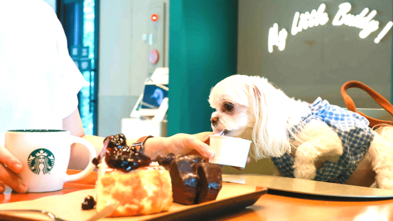 반려동물 동반출입 음식점 본격 시행