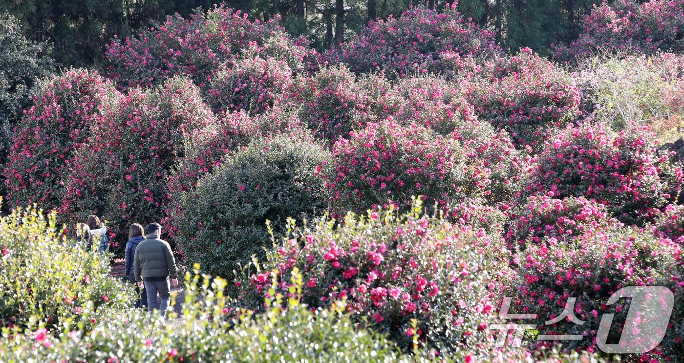한라산은 설경, 산 아래엔 동백꽃…제주 "추위야 반갑다" - 뉴스1