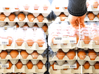 태국산 신선란 수입