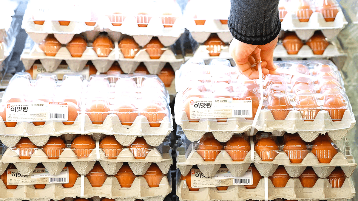 태국산 신선란 수입