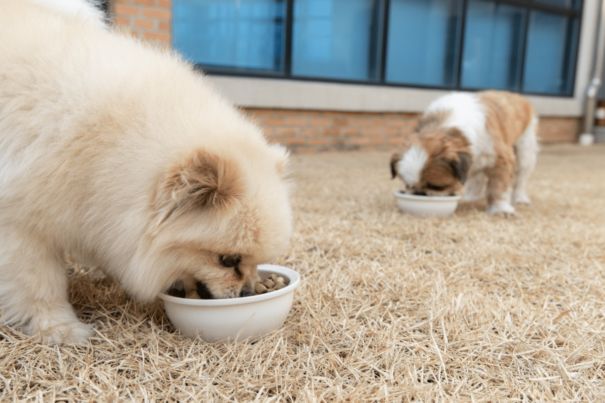 정부, 반려동물 사료 영양표준 도입