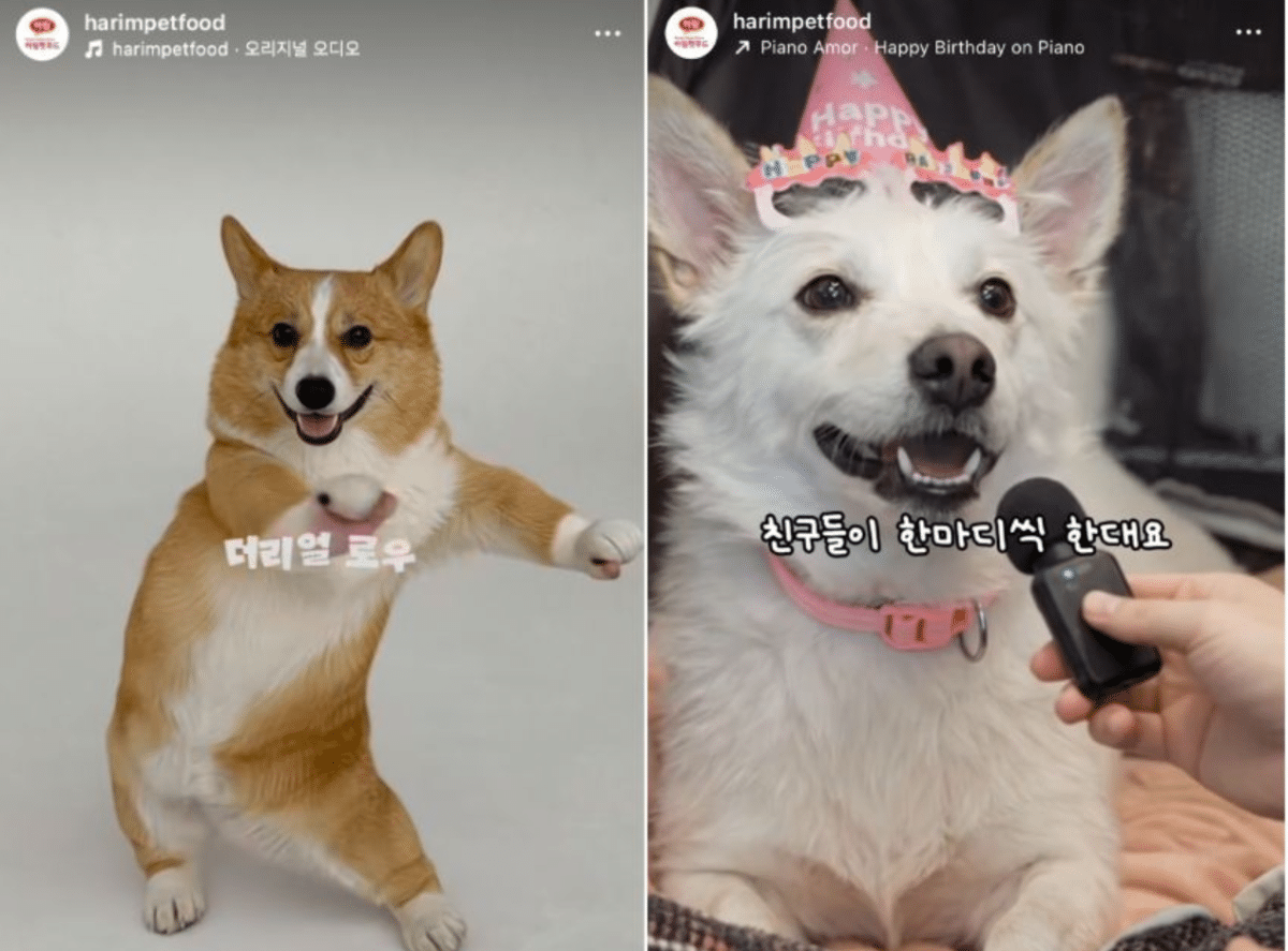 펫 푸드 업계 SNS 마케팅