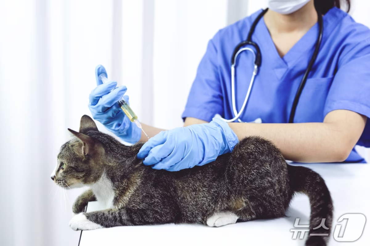 동물병원 주사기 주문 사기