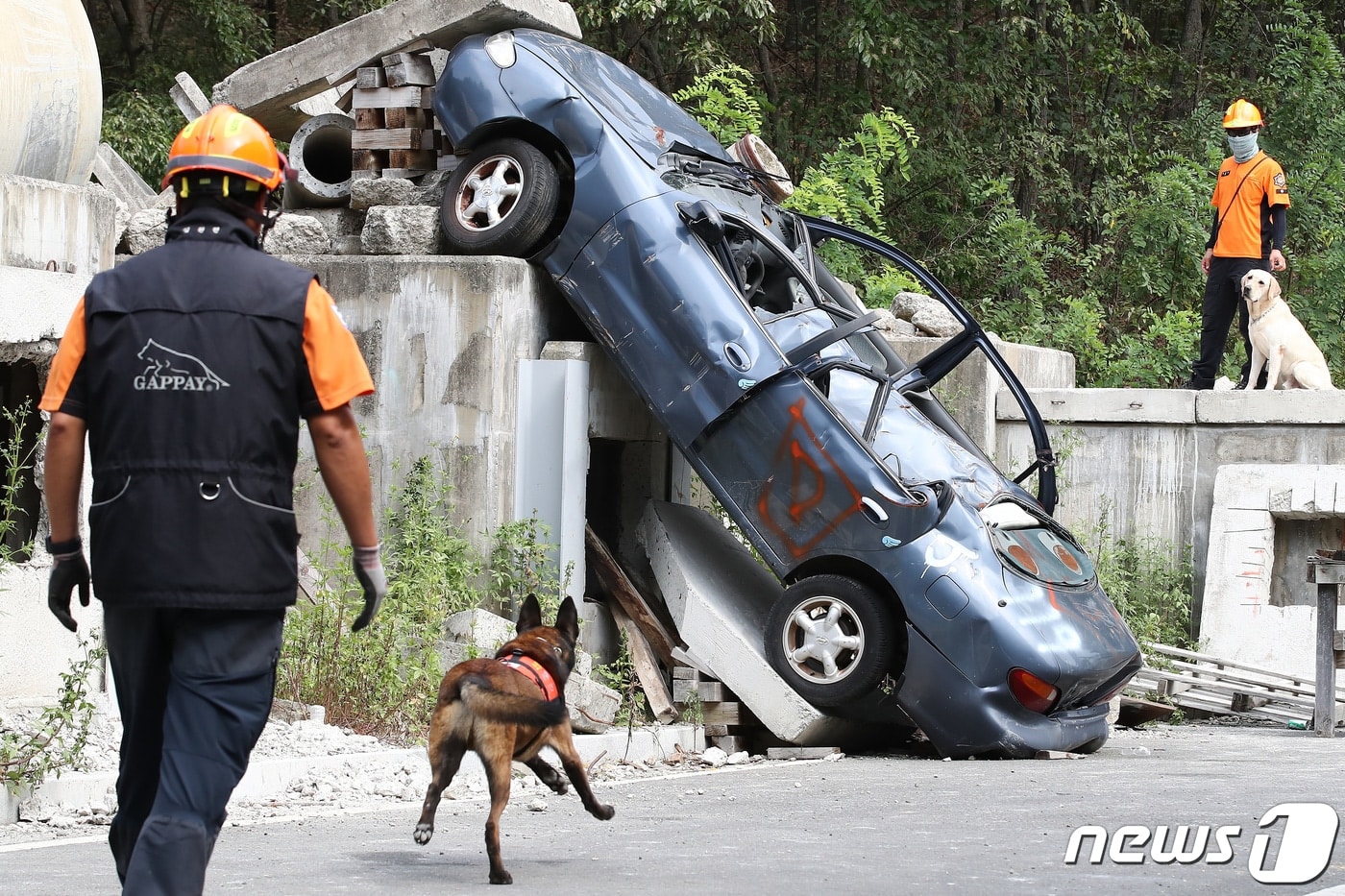 정부, 은퇴 군견·경찰견·119구조견 입양 지원…최대 100만 원 환급 - 뉴스1