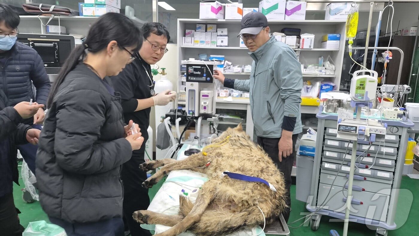 뉴스1PICK]대전 탈출 늑대 '늑구' 10일 만에 포획…주민 불안 해소 - 뉴스1