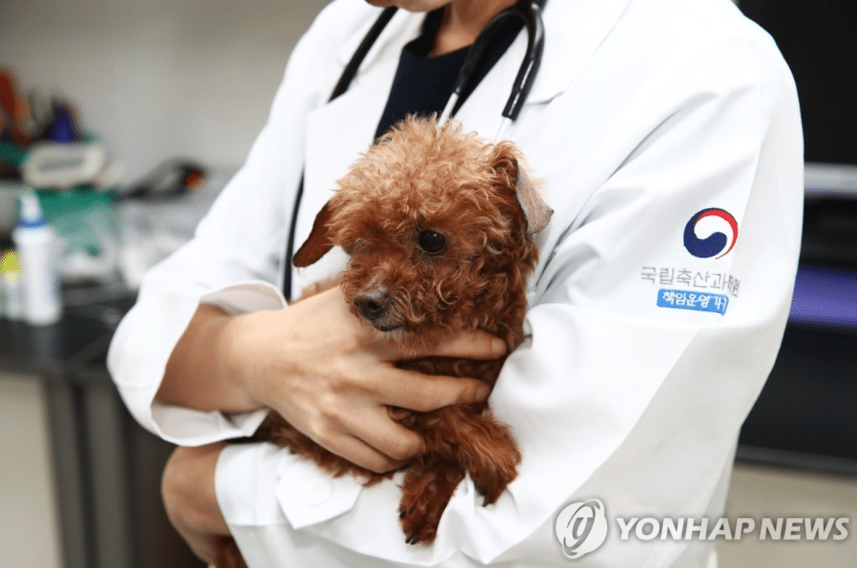 정부, 반려동물 생애주기 질환 분석