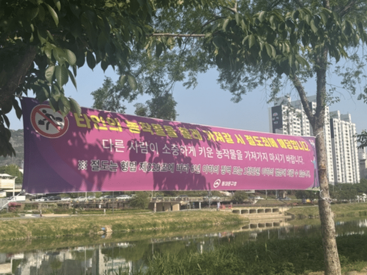 상추 절도 기승