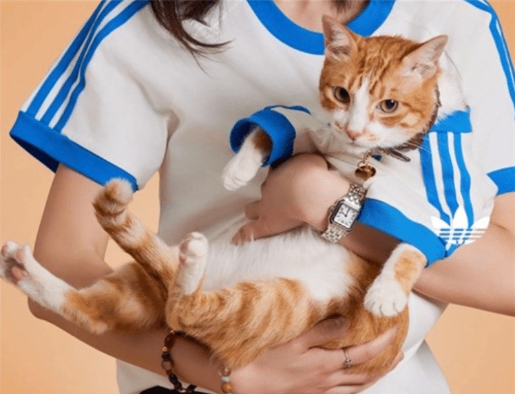 펫 휴머니제이션 문화 확산